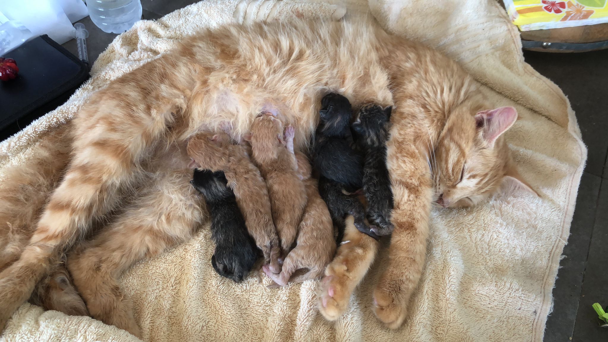 Enlarge Serci, a Adoptable Tabby in Pittsfield, MA image 5/5