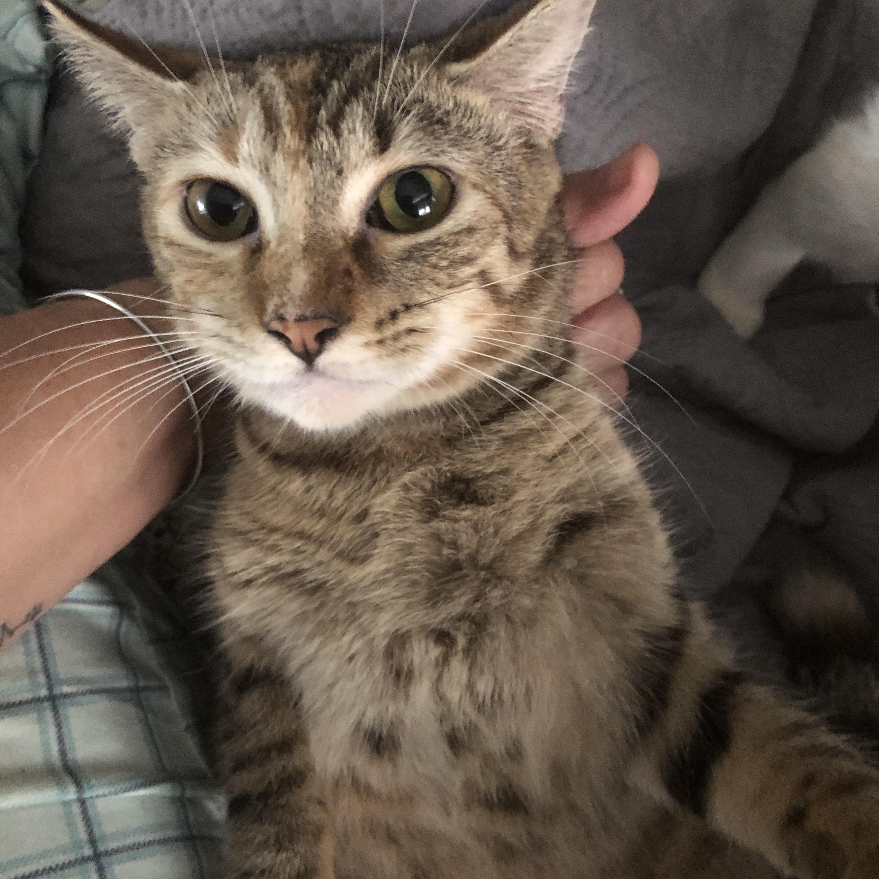 Enlarge Serci, a Adoptable Tabby in Pittsfield, MA image 2/5