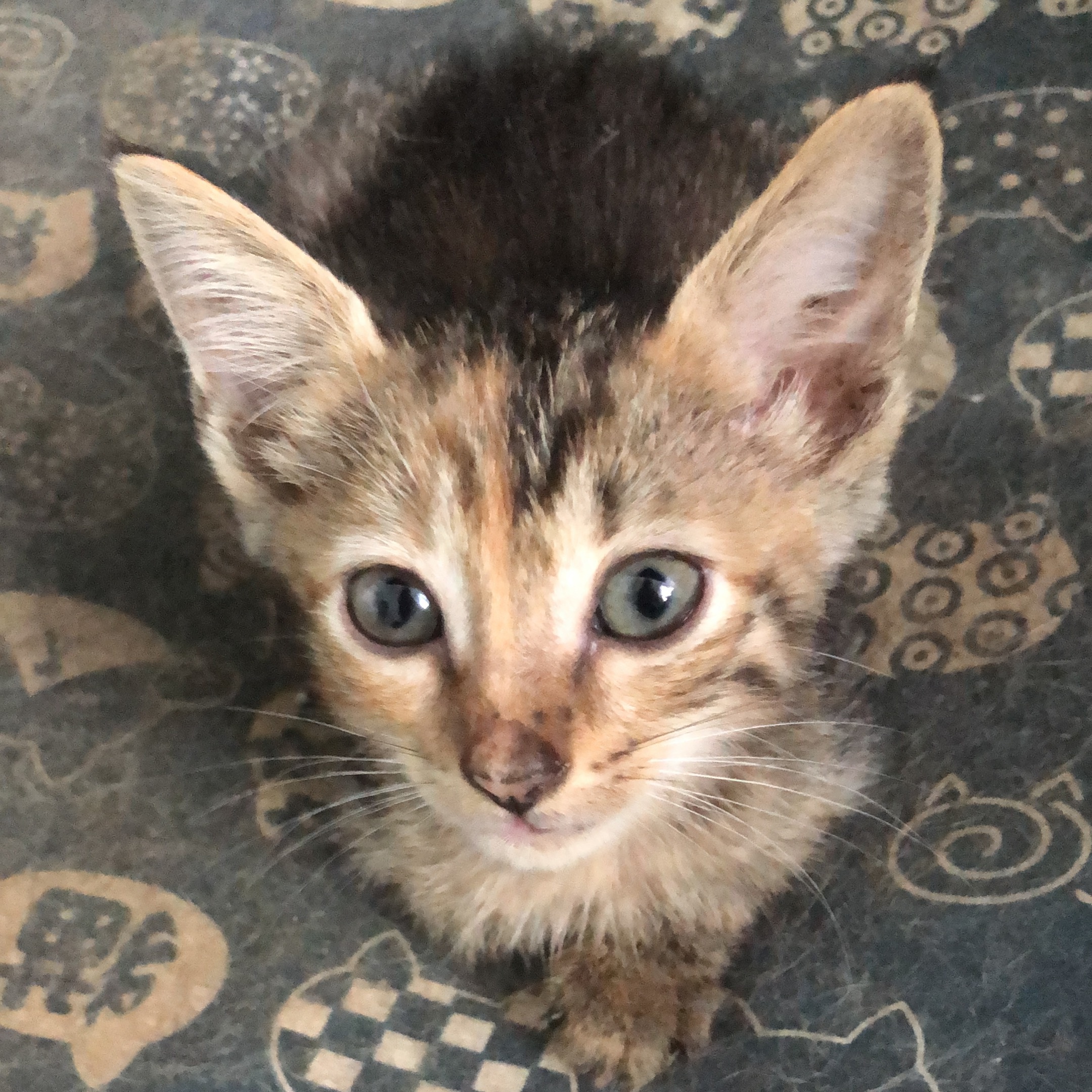 Enlarge Serci, a Adoptable Tabby in Pittsfield, MA image 3/5