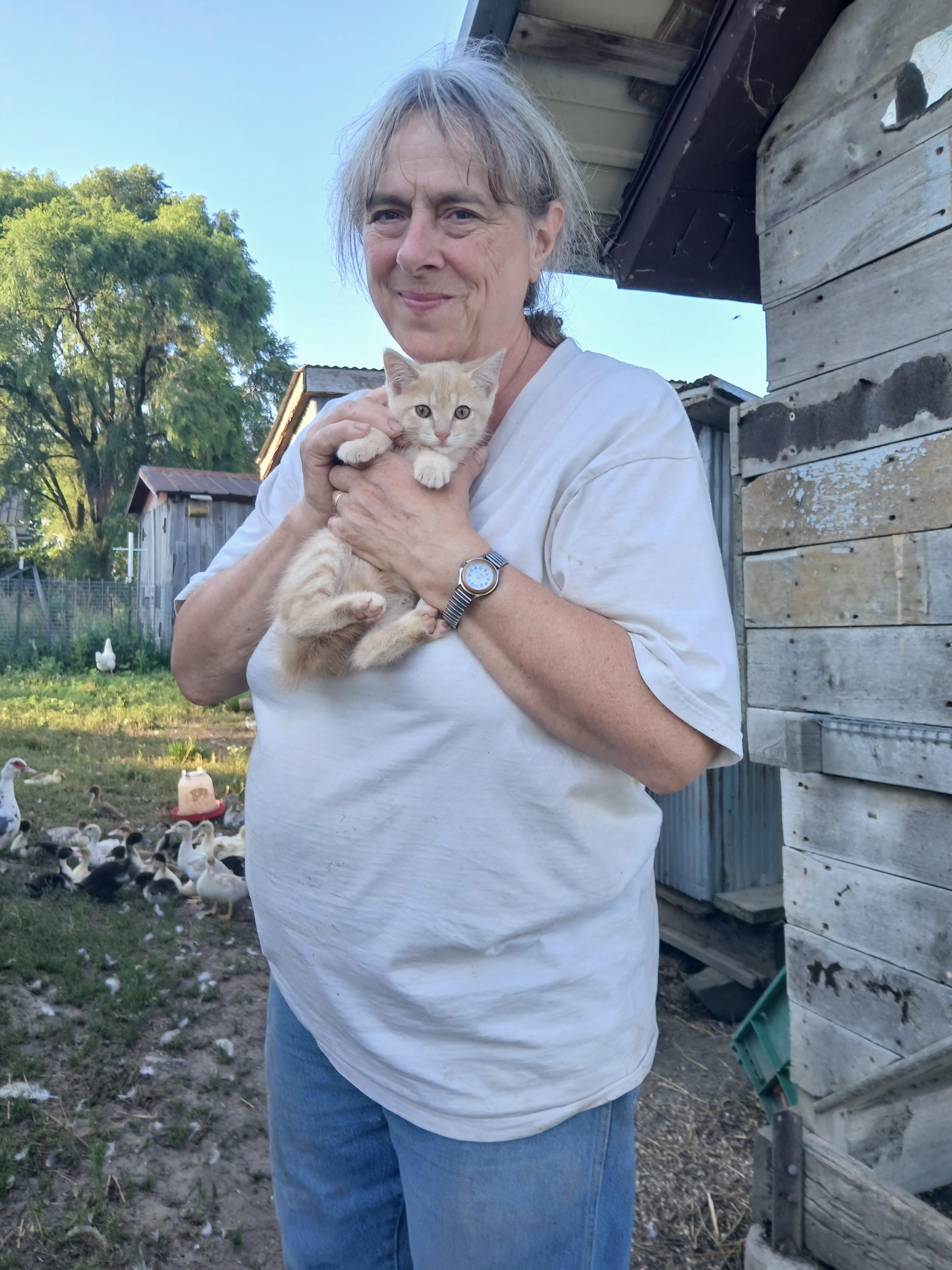 Carsonville Buffy, ADOPTABLE, Kitten Male Tabby & Domestic Short Hair.