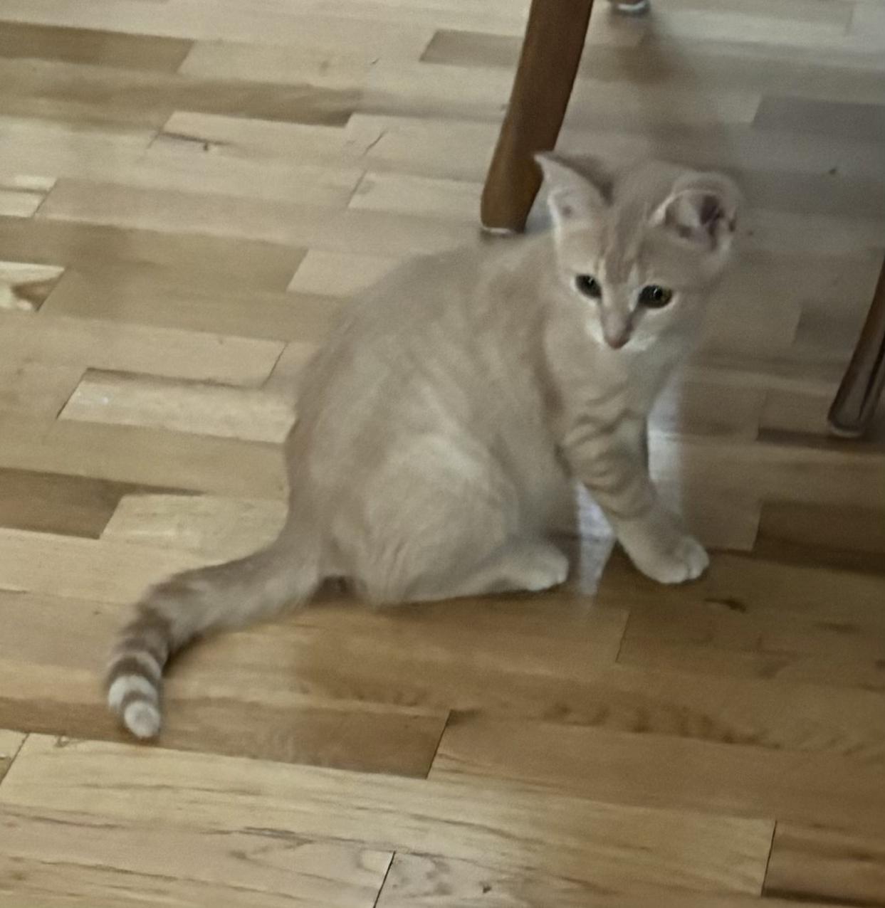 Carsonville Buffy, ADOPTABLE, Kitten Male Tabby & Domestic Short Hair.