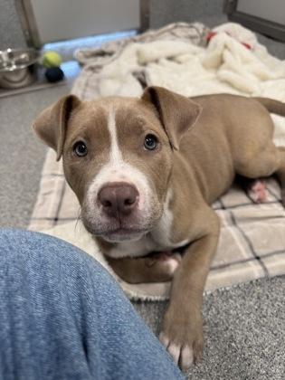 Margo, a Adoptable mixed breed in Daphne, AL image 1/3