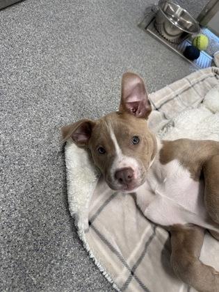 Margo (Maggie), Adoptable, Young Female Pit Bull Terrier & Mixed Breed.