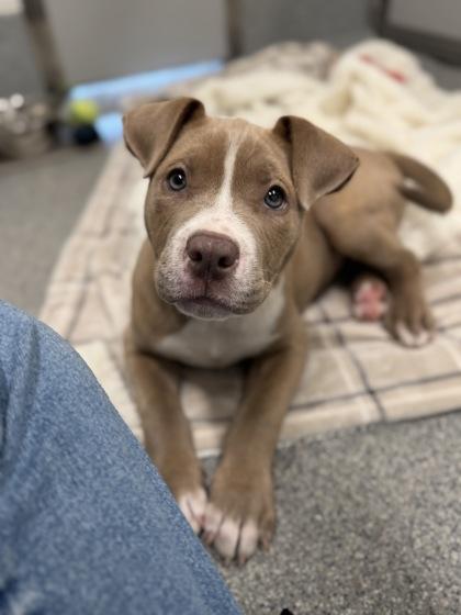 Margo, a Adoptable mixed breed in Daphne, AL image 3/3