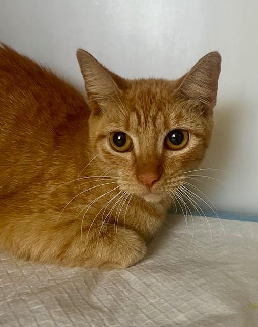 Enlarge Cinnamon, a Adoptable Domestic Short Hair in Winter Haven, FL image 1/1