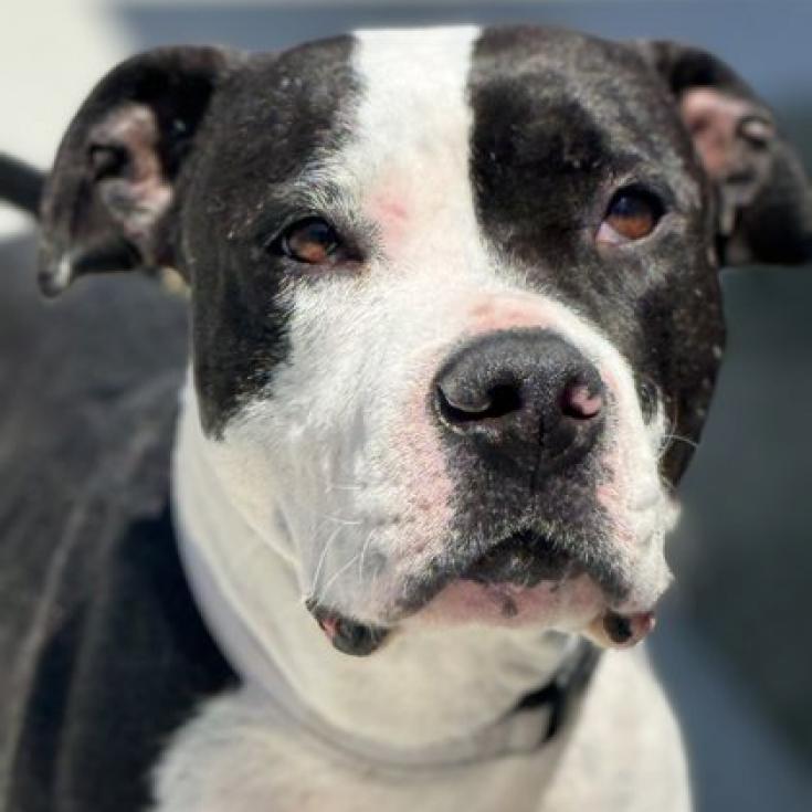 Enlarge Sophia, a Adoptable Pit Bull Terrier in Fresno, CA image 2/6