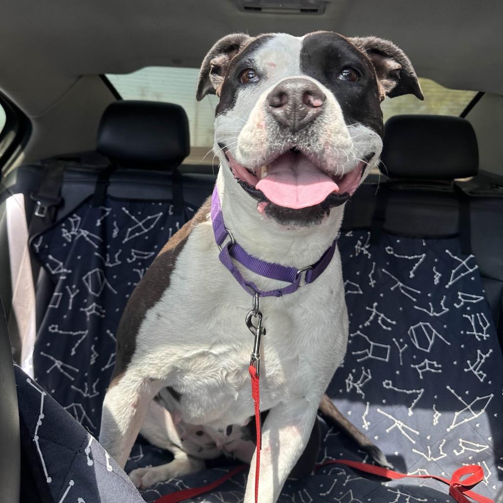 Enlarge Sophia, a Adoptable Pit Bull Terrier in Fresno, CA image 4/6