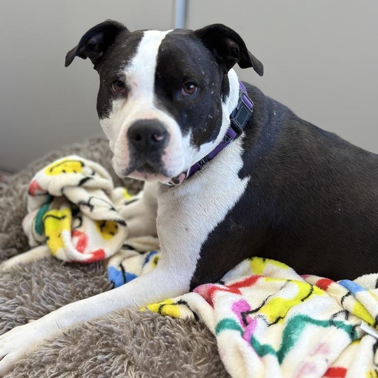 Enlarge Sophia, a Adoptable Pit Bull Terrier in Fresno, CA image 5/6