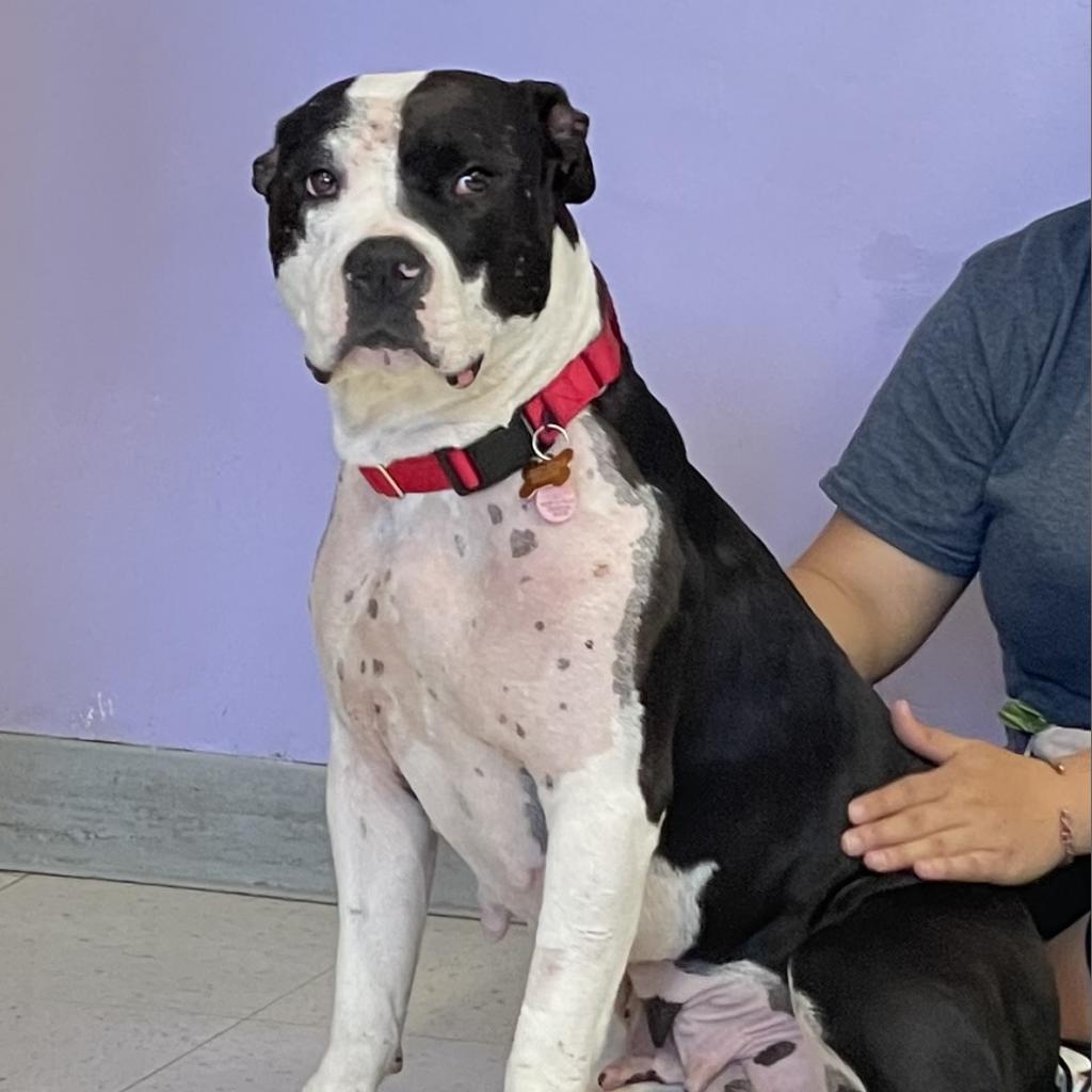 Enlarge Sophia, a Adoptable Pit Bull Terrier in Fresno, CA image 6/6