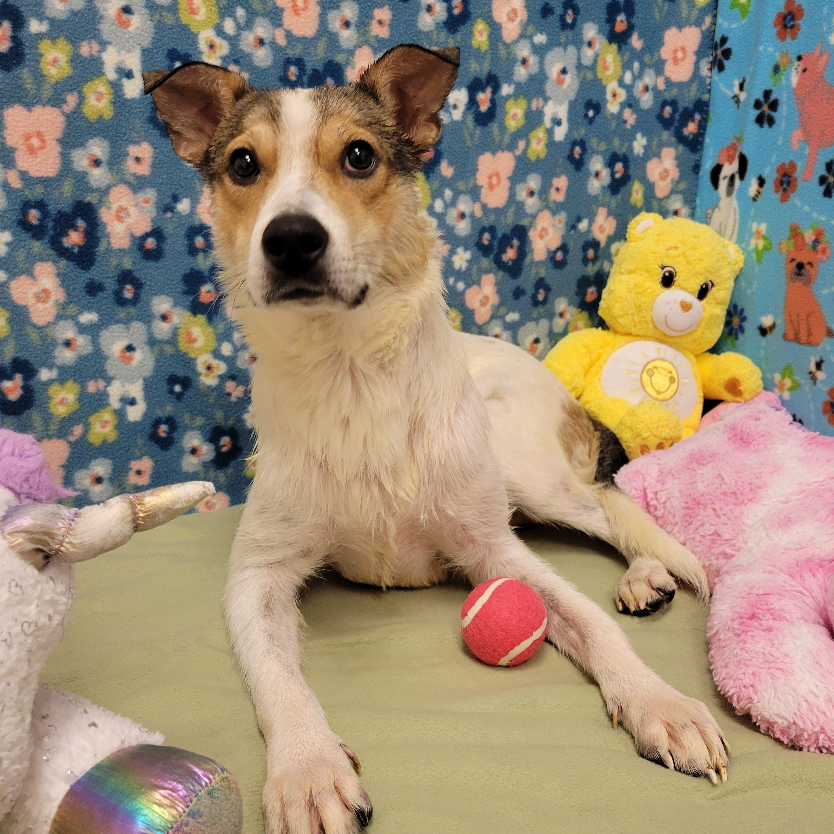 Enlarge Vina, a ADOPTABLE mixed breed in ALPINE, TX image 4/6