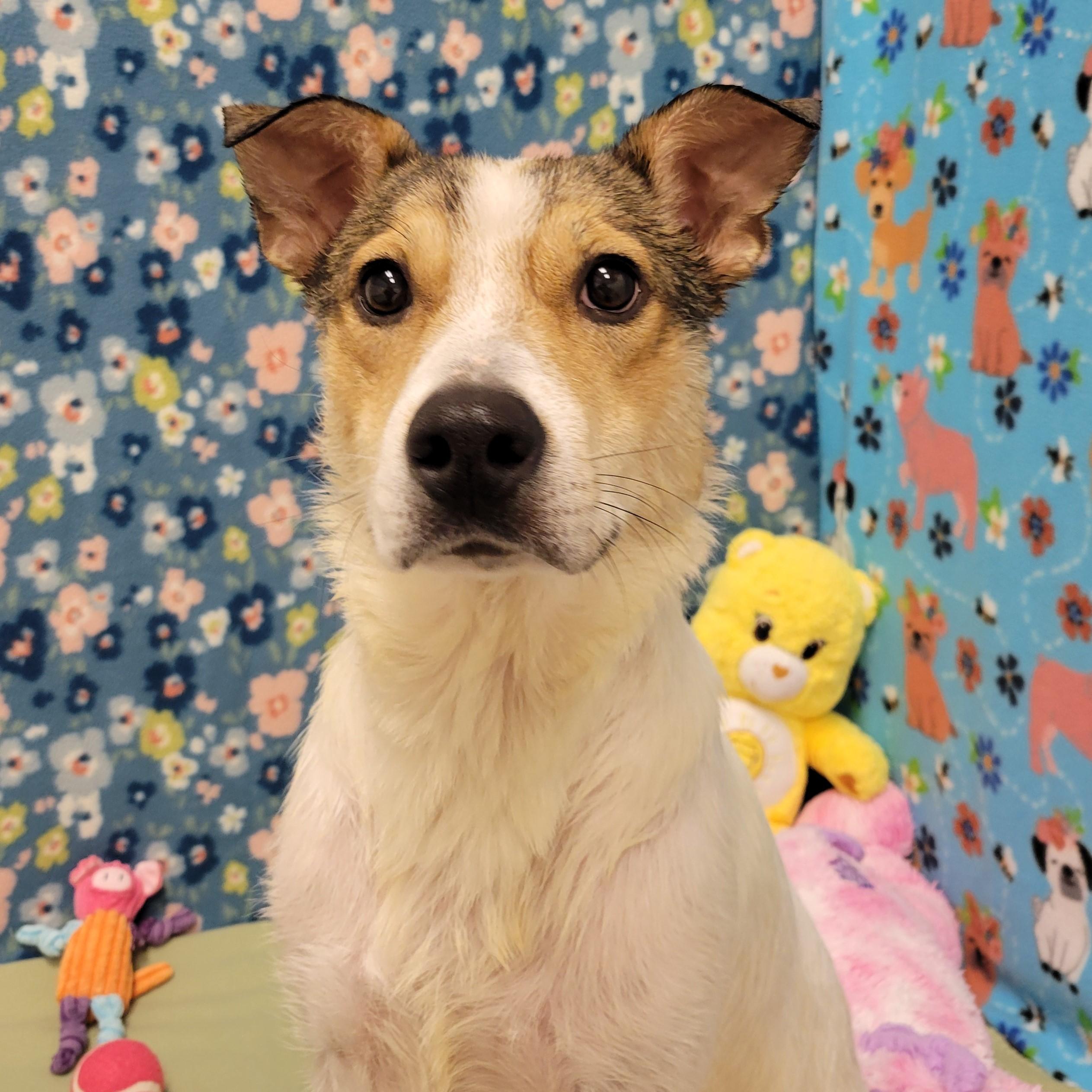 Vina, ADOPTABLE, Adult Female Mixed Breed.