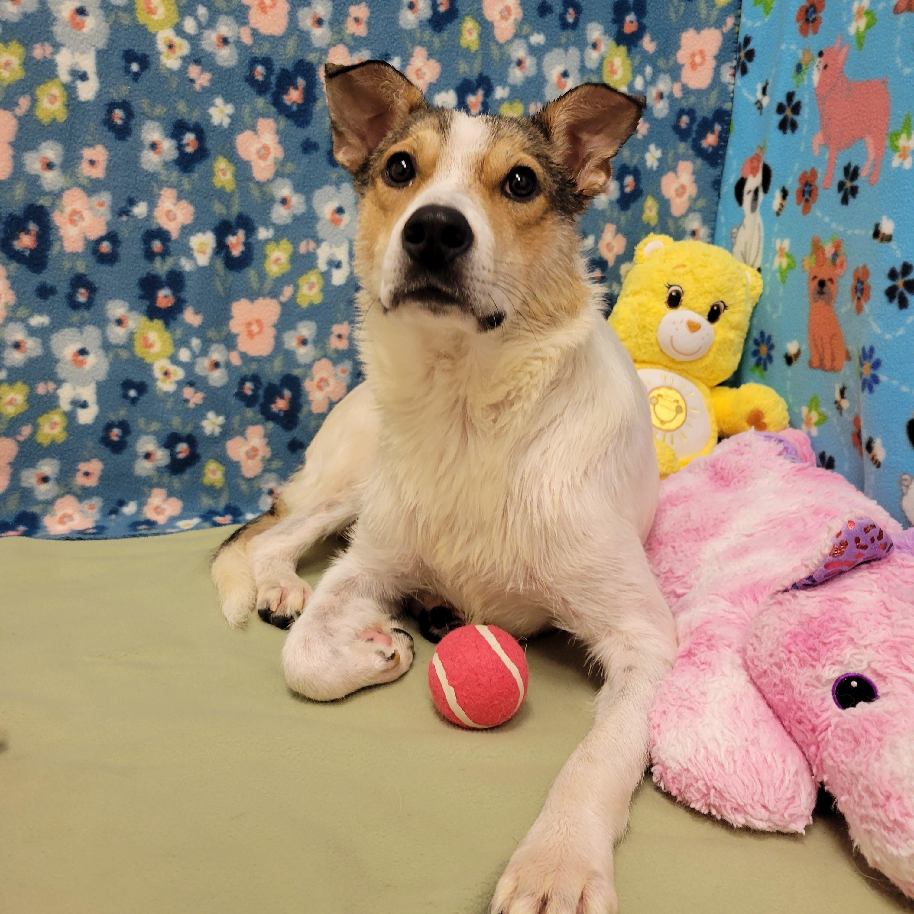 Enlarge Vina, a ADOPTABLE mixed breed in ALPINE, TX image 3/6