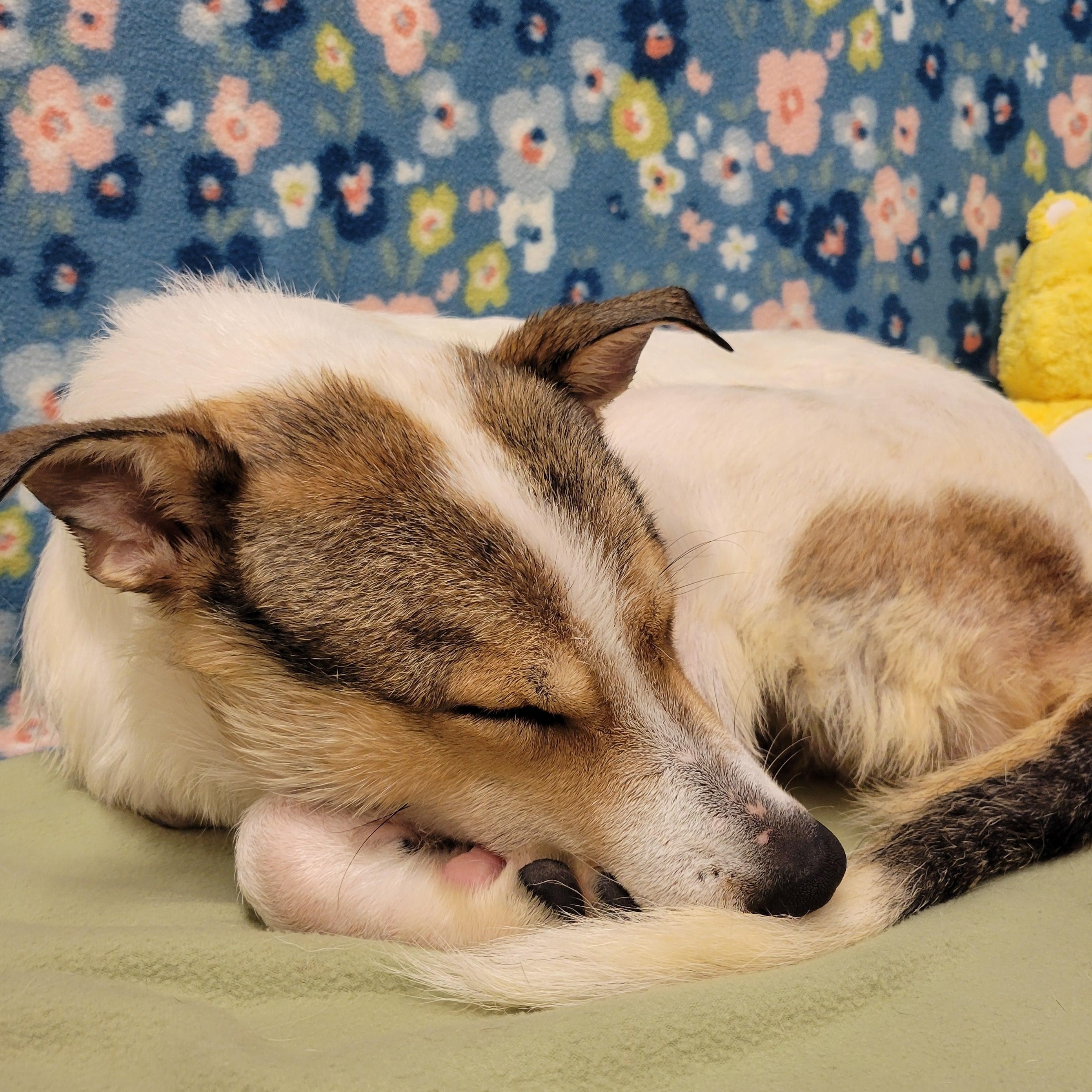 Enlarge Vina, a ADOPTABLE mixed breed in ALPINE, TX image 6/6