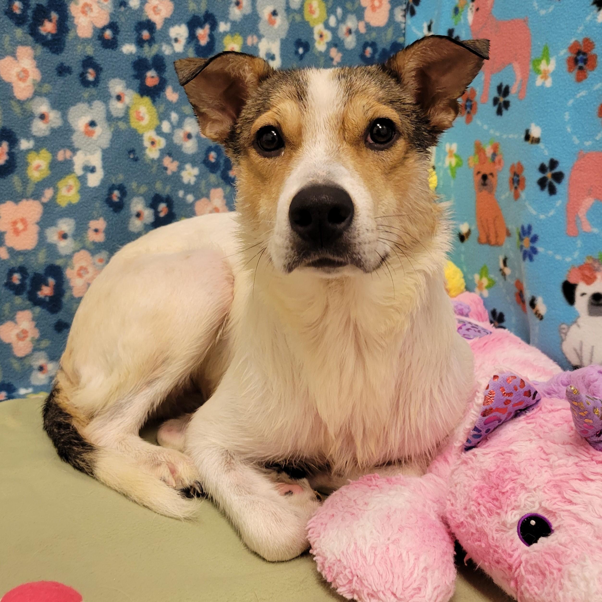 Enlarge Vina, a ADOPTABLE mixed breed in ALPINE, TX image 2/6