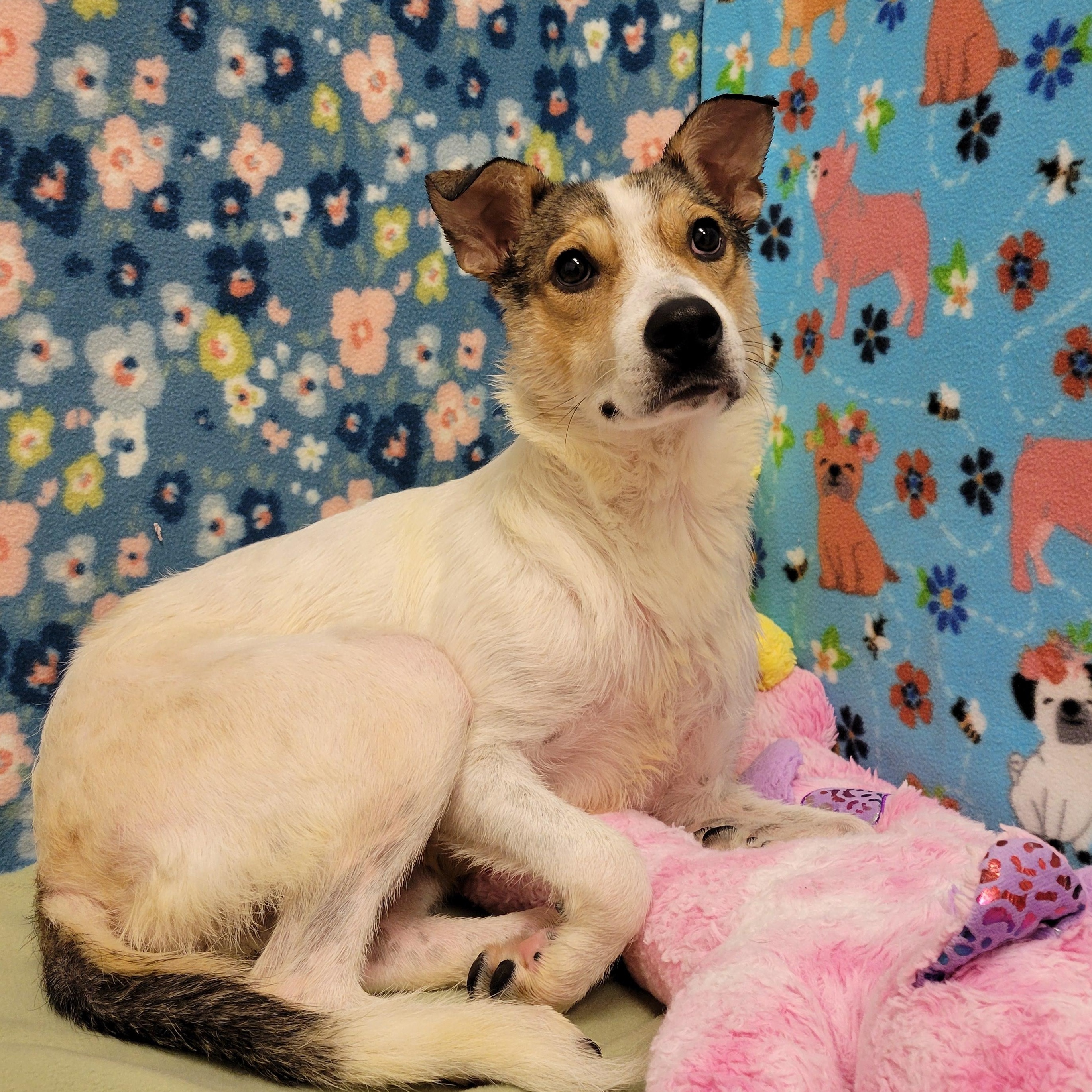 Enlarge Vina, a ADOPTABLE mixed breed in ALPINE, TX image 5/6