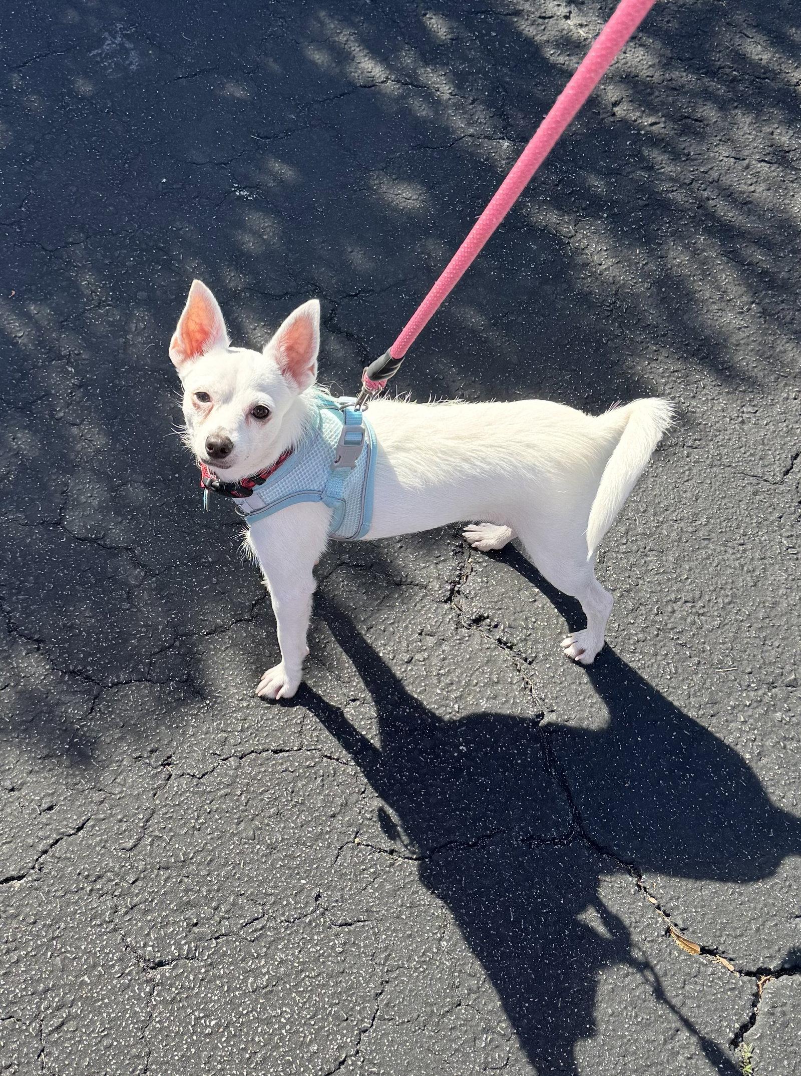 Honeybee, Adoptable, Young Female Terrier & Cairn Terrier.