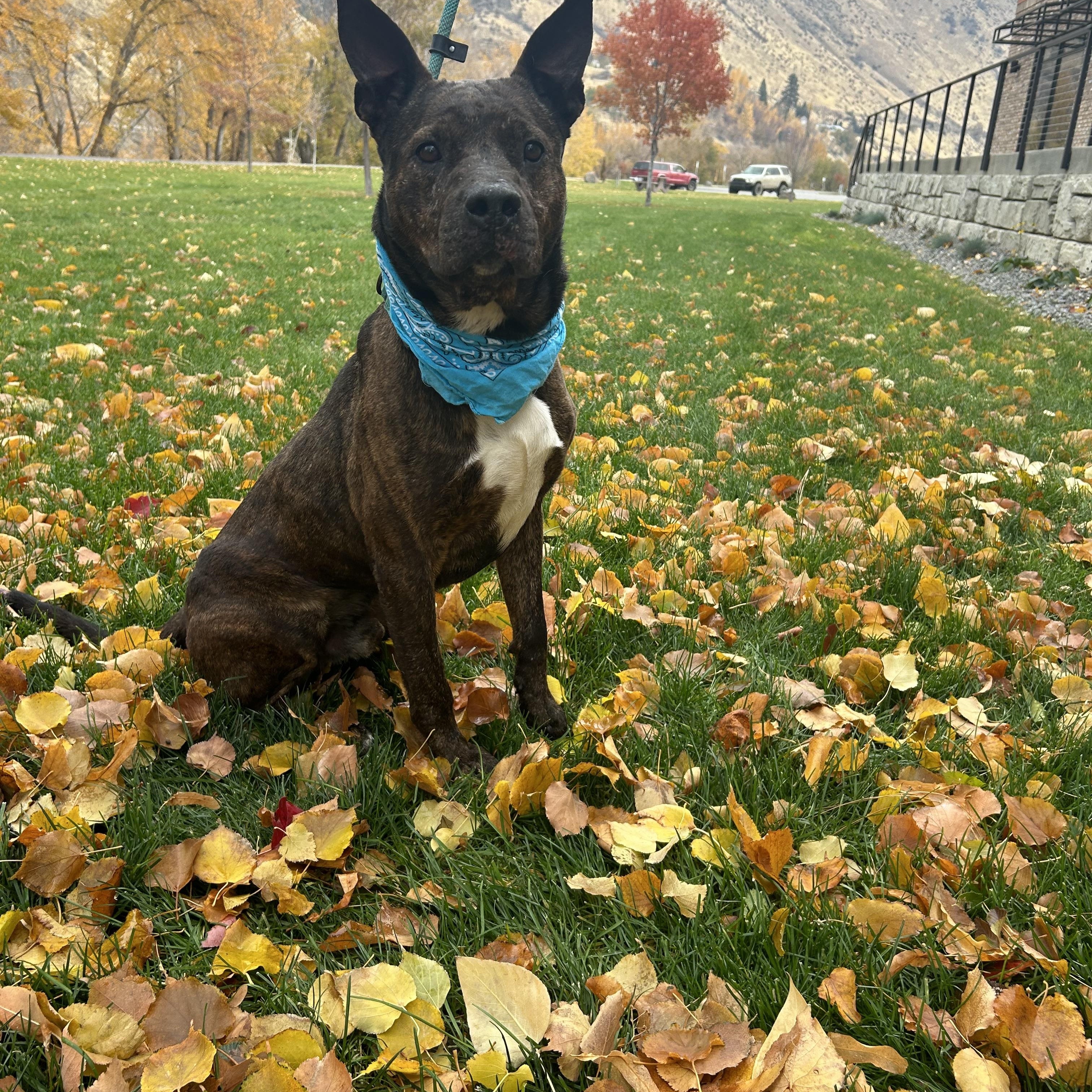 Pax, Adoptable, Adult Male American Staffordshire Terrier.