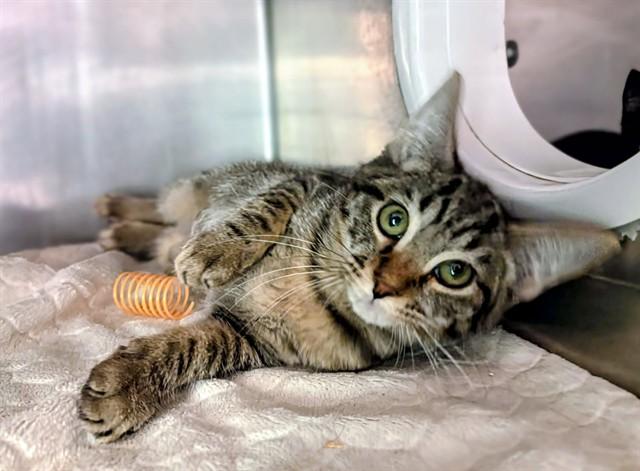 ELEANOR ROOSEVELT, Adoptable, Kitten Female Domestic Short Hair.