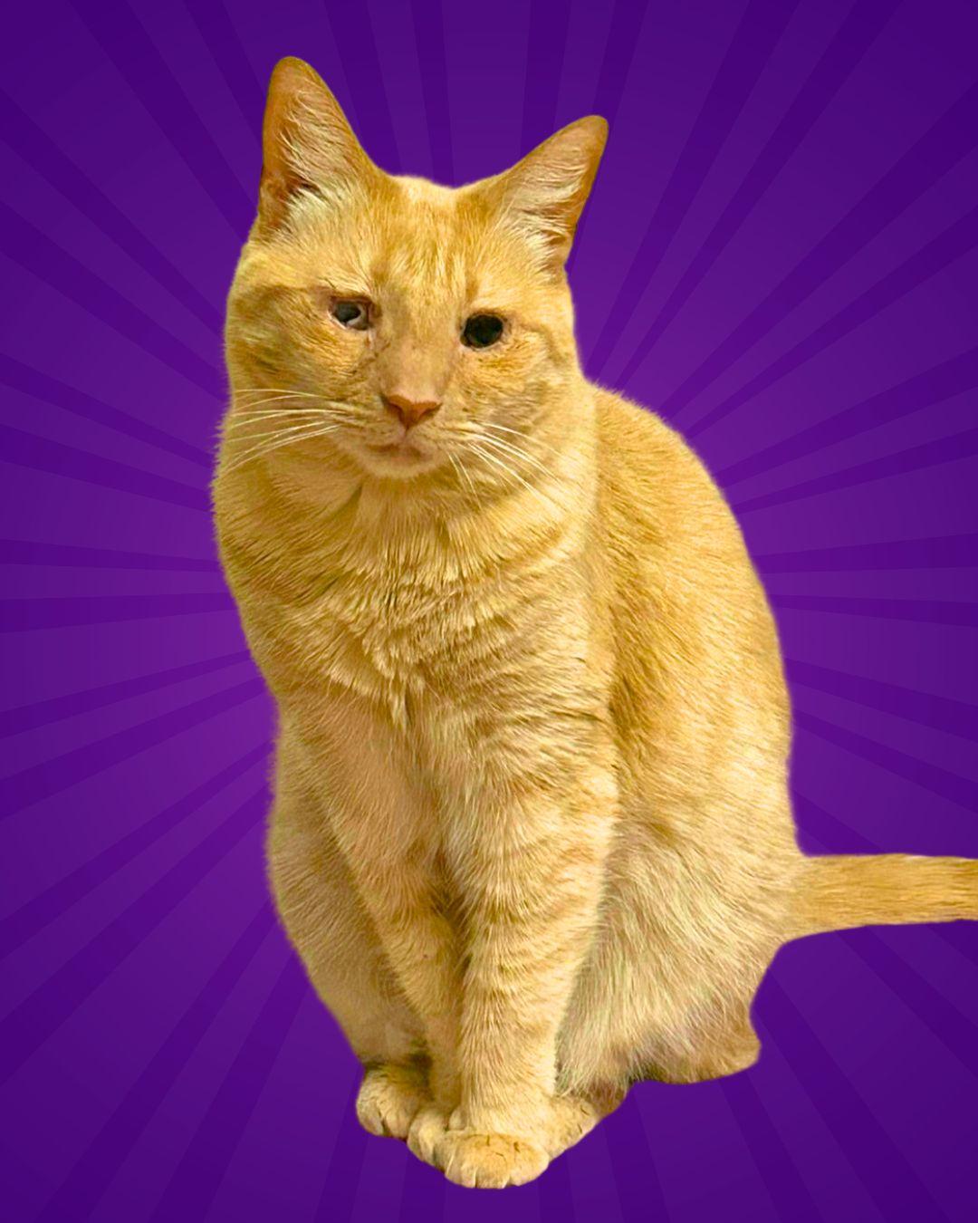 Katie, Adoptable, Adult Female Domestic Short Hair.