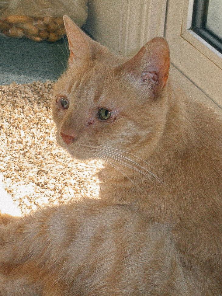 Katie, Adoptable, Adult Female Domestic Short Hair.