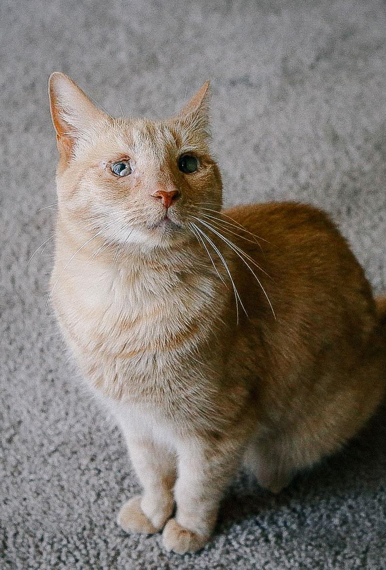 Enlarge Katie, a Adoptable Domestic Short Hair in San Jose, CA image 1/3