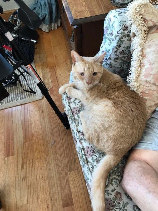 Katie, Adoptable, Adult Female Domestic Short Hair.