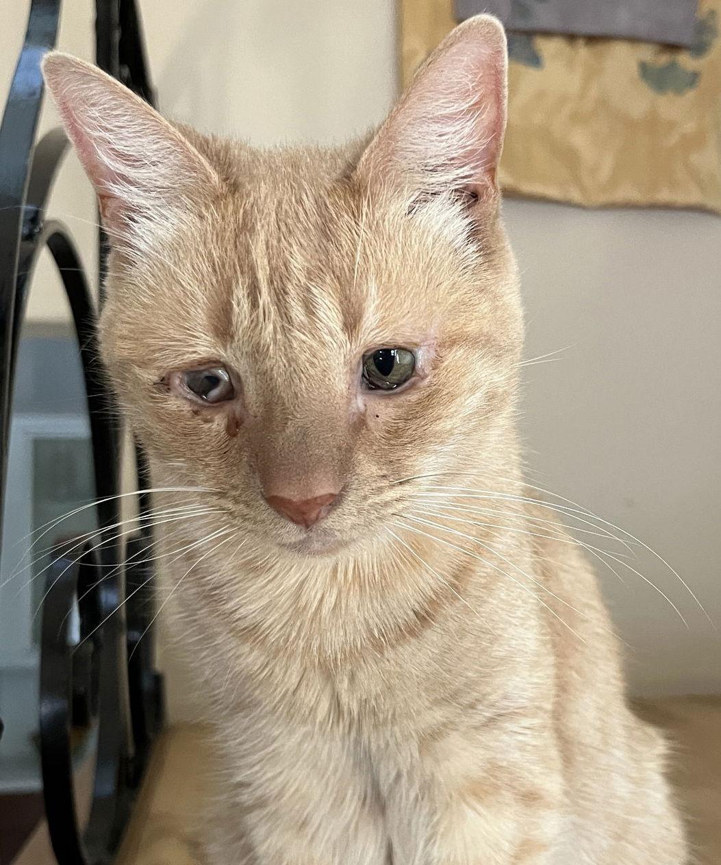 Katie, a Adoptable Domestic Short Hair in San Jose, CA image 2/3