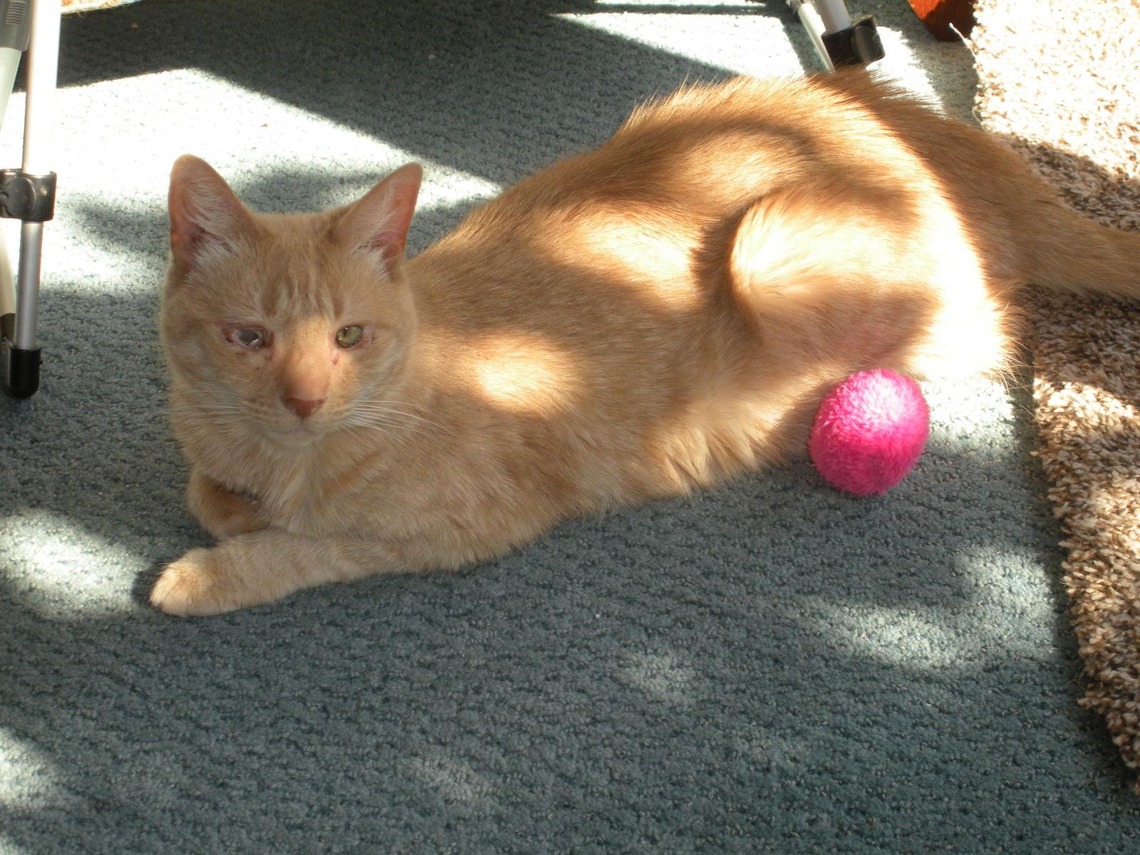 Katie, a Adoptable Domestic Short Hair in San Jose, CA image 3/3