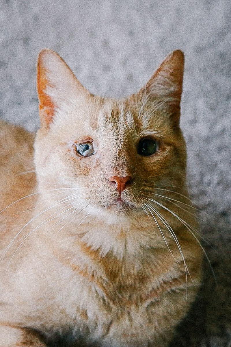 Enlarge Katie, a Adoptable Domestic Short Hair in San Jose, CA image 2/3