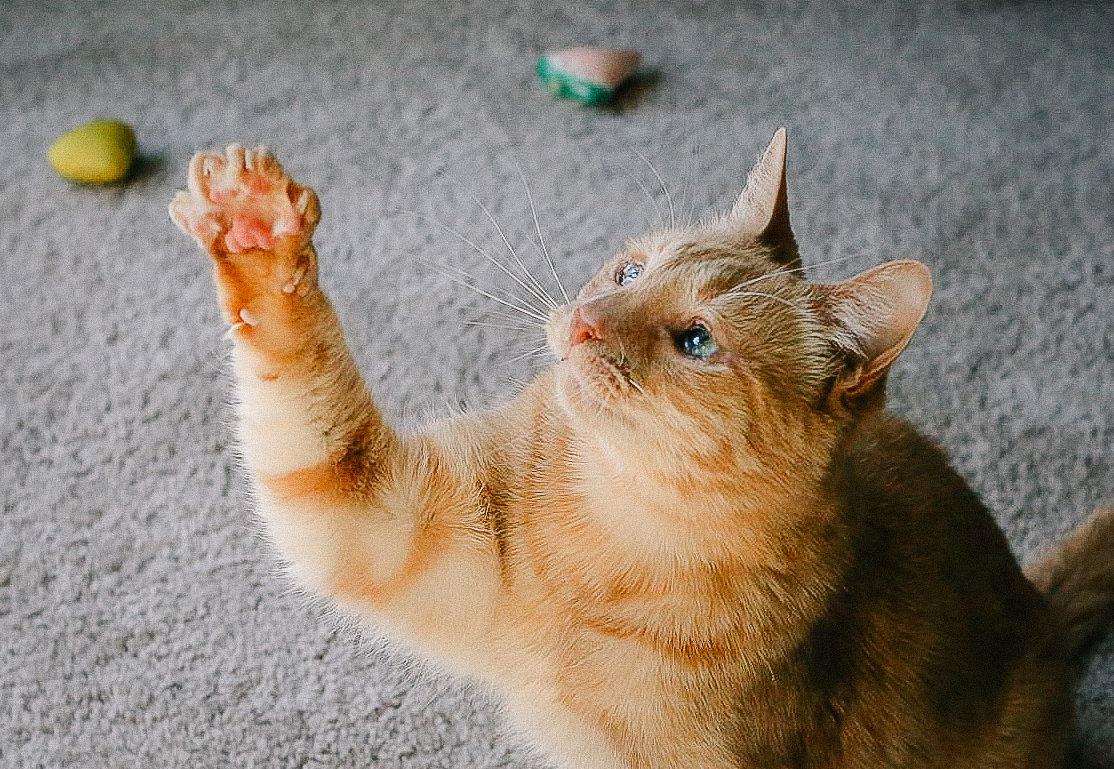 Enlarge Katie, a Adoptable Domestic Short Hair in San Jose, CA image 3/3