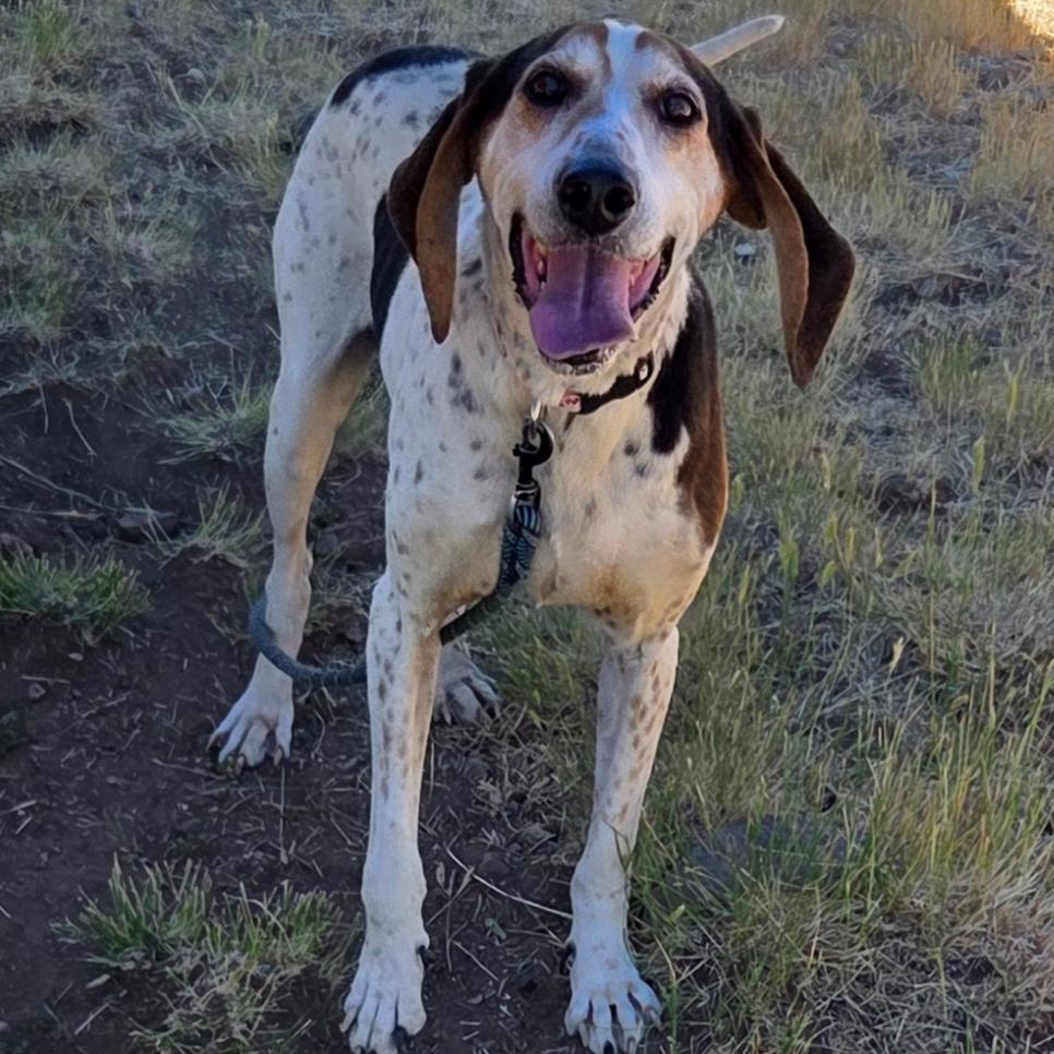 Tallulah, Adoptable, Senior Female Hound & Mixed Breed.