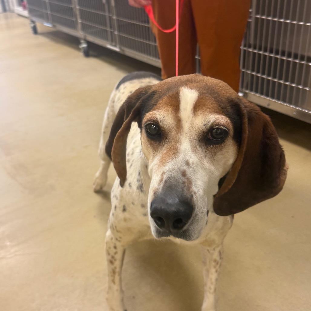 Tallulah, a Adoptable mixed breed in Park City, UT image 2/6