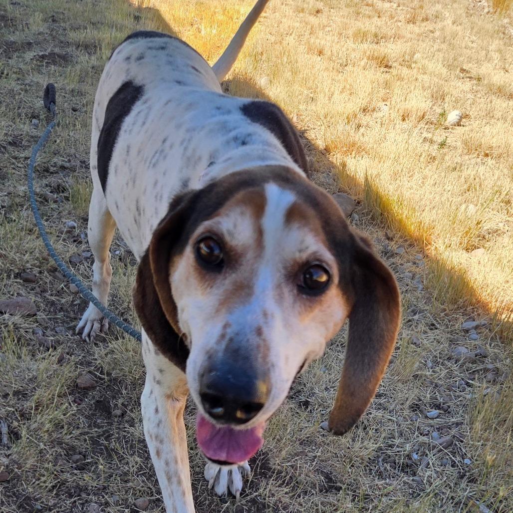 Tallulah, a Adoptable mixed breed in Park City, UT image 3/6