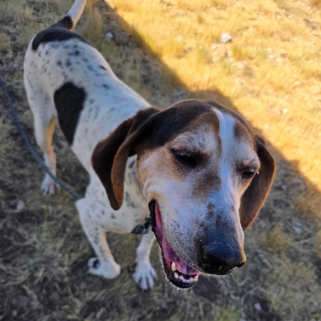 Tallulah, a Adoptable mixed breed in Park City, UT image 4/6
