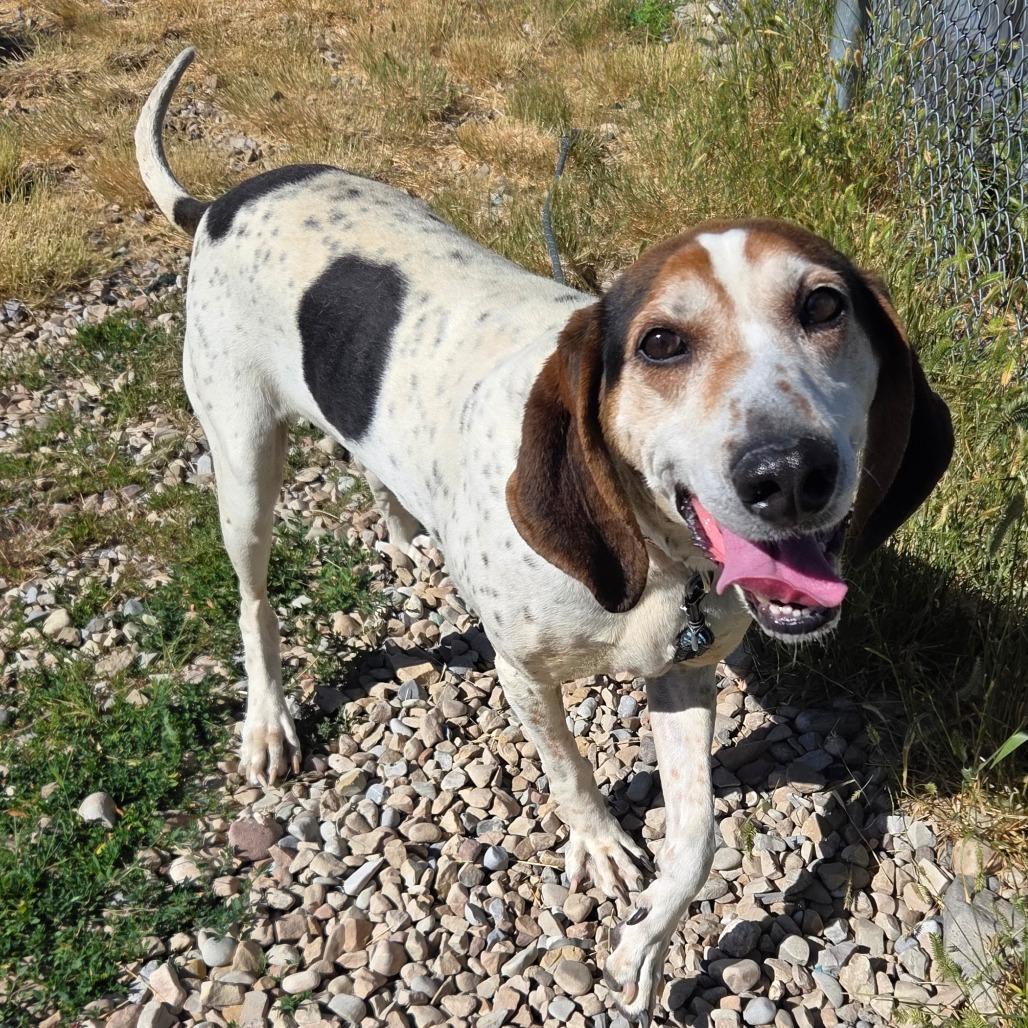 Tallulah, a Adoptable mixed breed in Park City, UT image 5/6