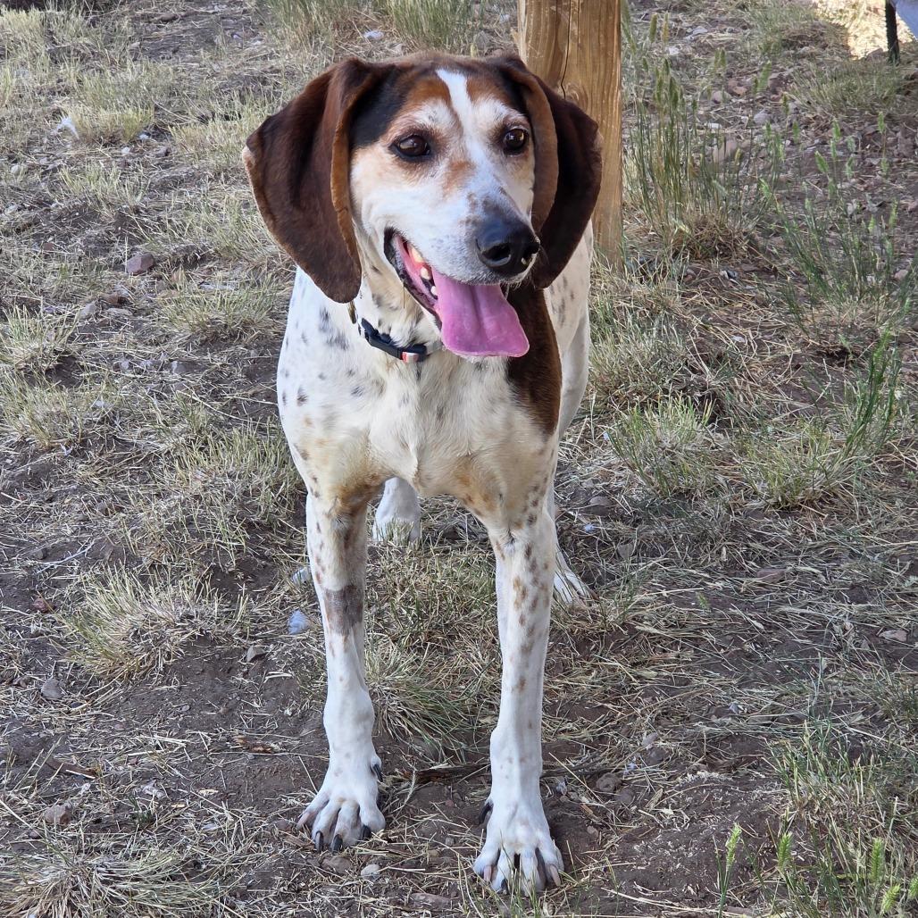 Tallulah, a Adoptable mixed breed in Park City, UT image 6/6
