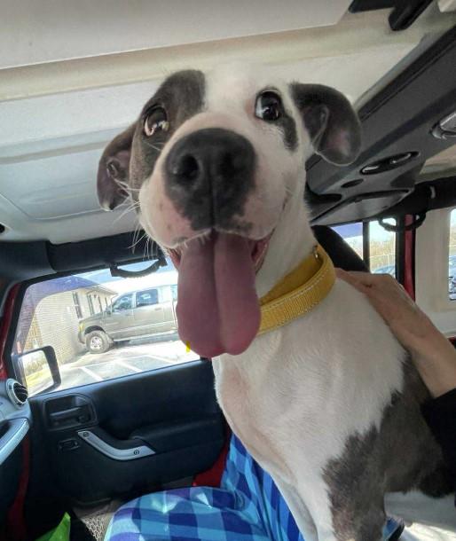 Nanook, an adopted mixed breed in Sheboygan, WI image 4/4