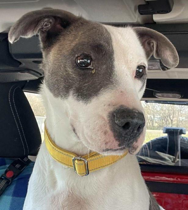 Nanook, an adopted mixed breed in Sheboygan, WI image 3/4