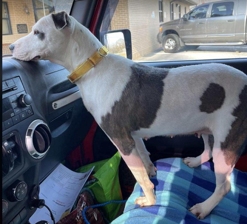 Nanook, adopted, Adult Female Hound & Terrier.