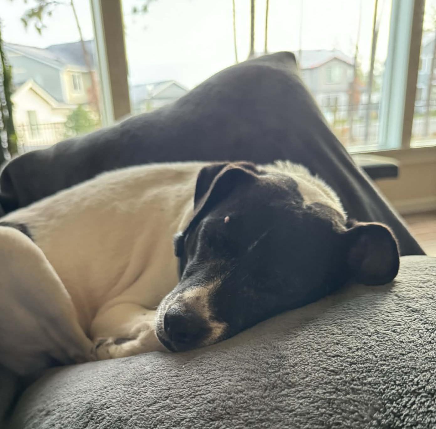 Enlarge Patty, a ADOPTABLE Jack Russell Terrier in Spokane, WA image 4/6