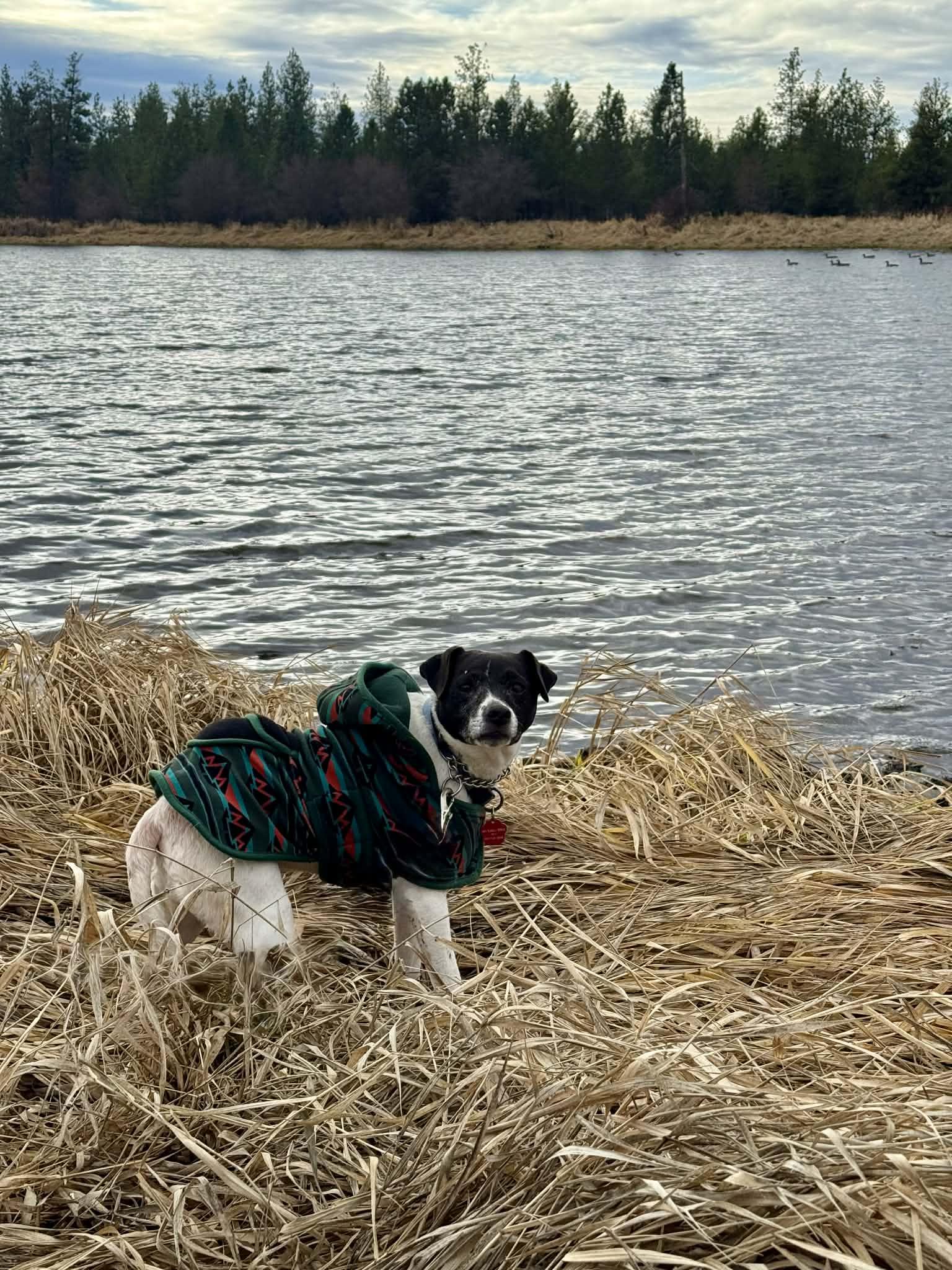 Enlarge Patty, a ADOPTABLE Jack Russell Terrier in Spokane, WA image 2/6