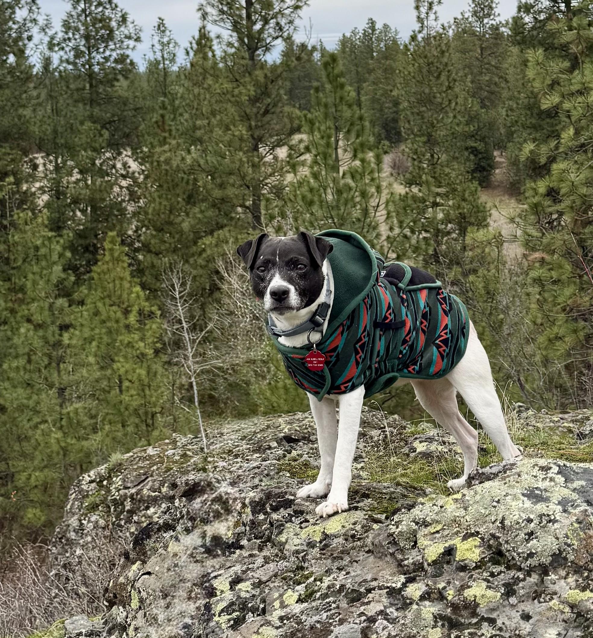 Enlarge Patty, a ADOPTABLE Jack Russell Terrier in Spokane, WA image 6/6