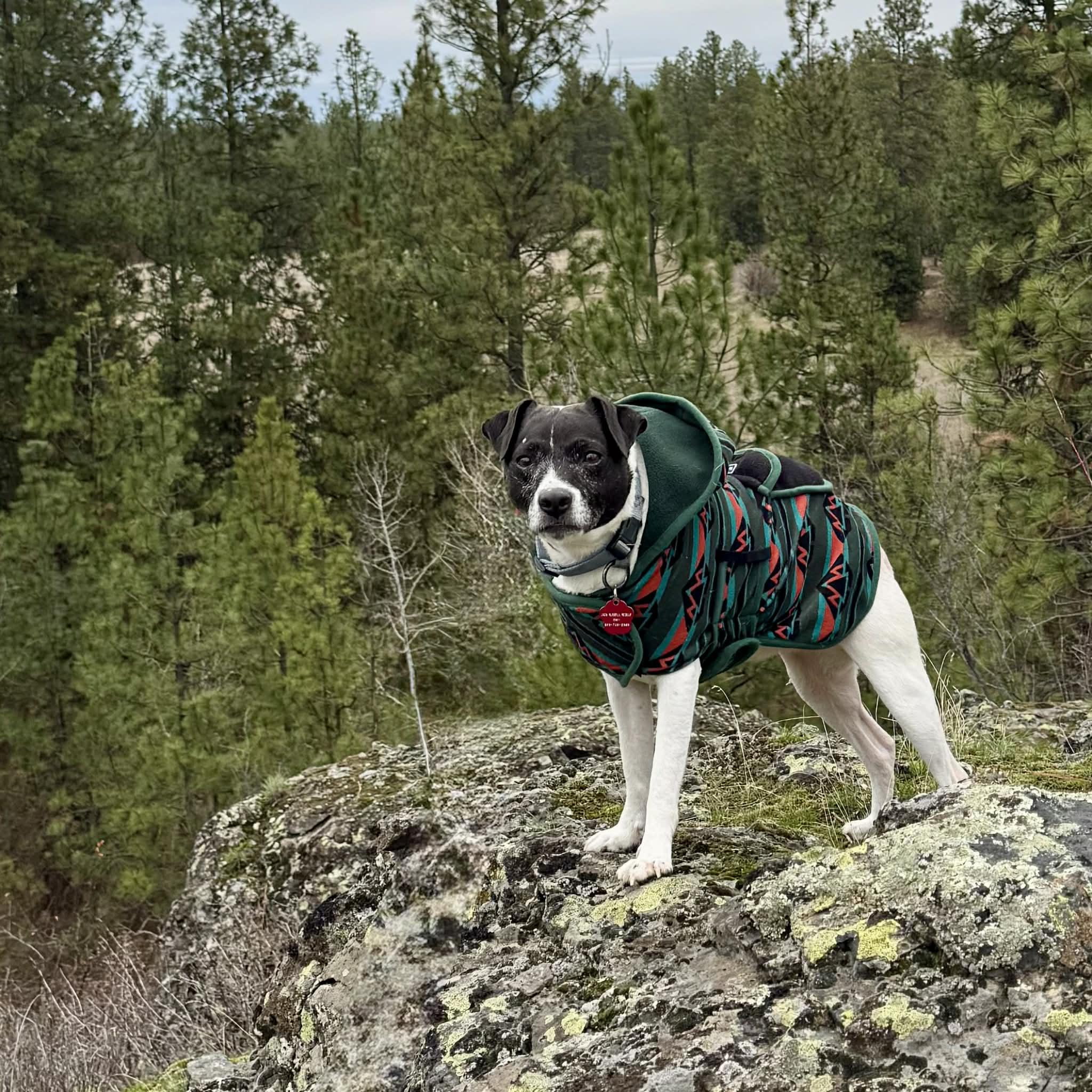 Enlarge Patty, a ADOPTABLE Jack Russell Terrier in Spokane, WA image 3/6