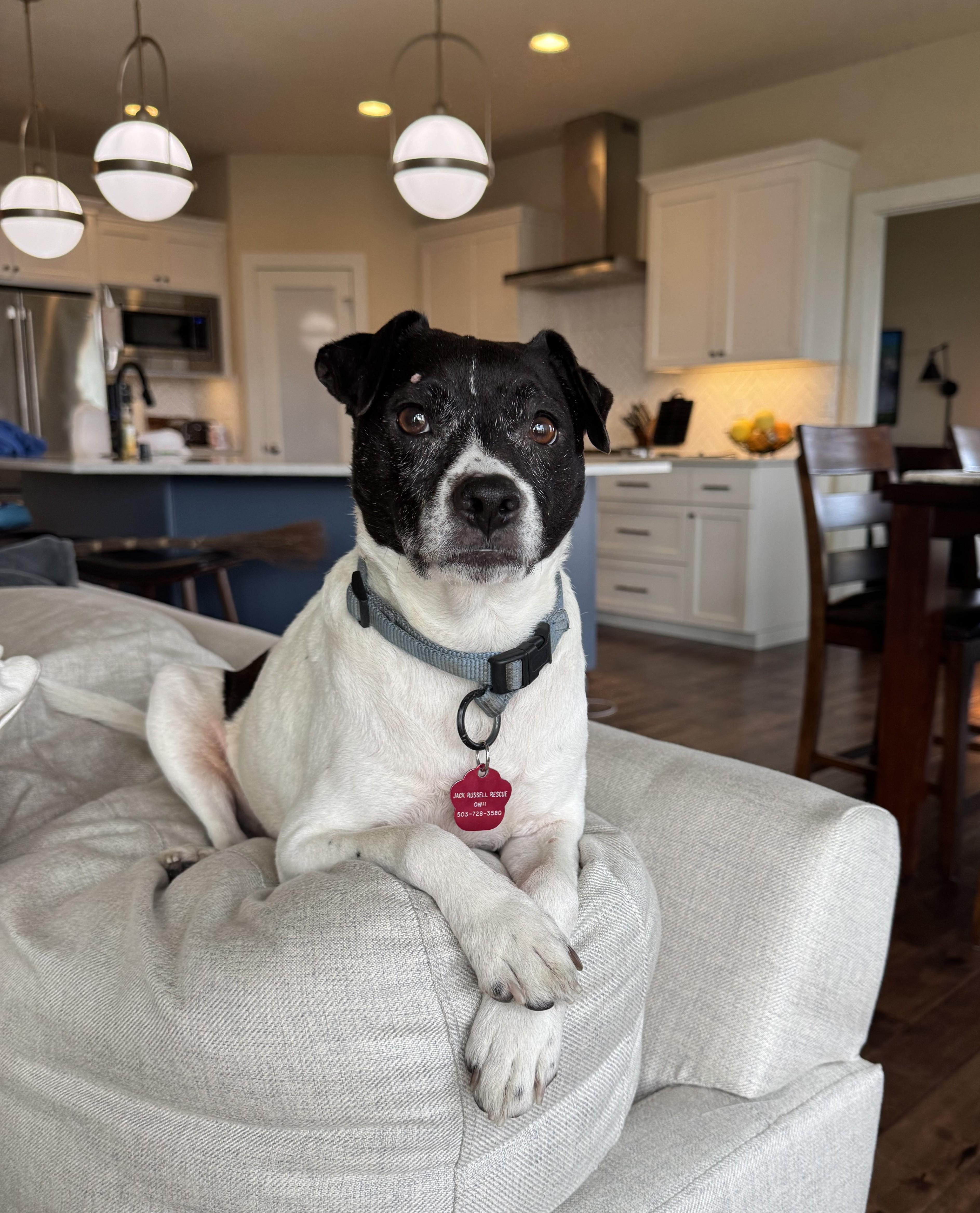 Patty, ADOPTABLE, Adult Female Jack Russell Terrier.