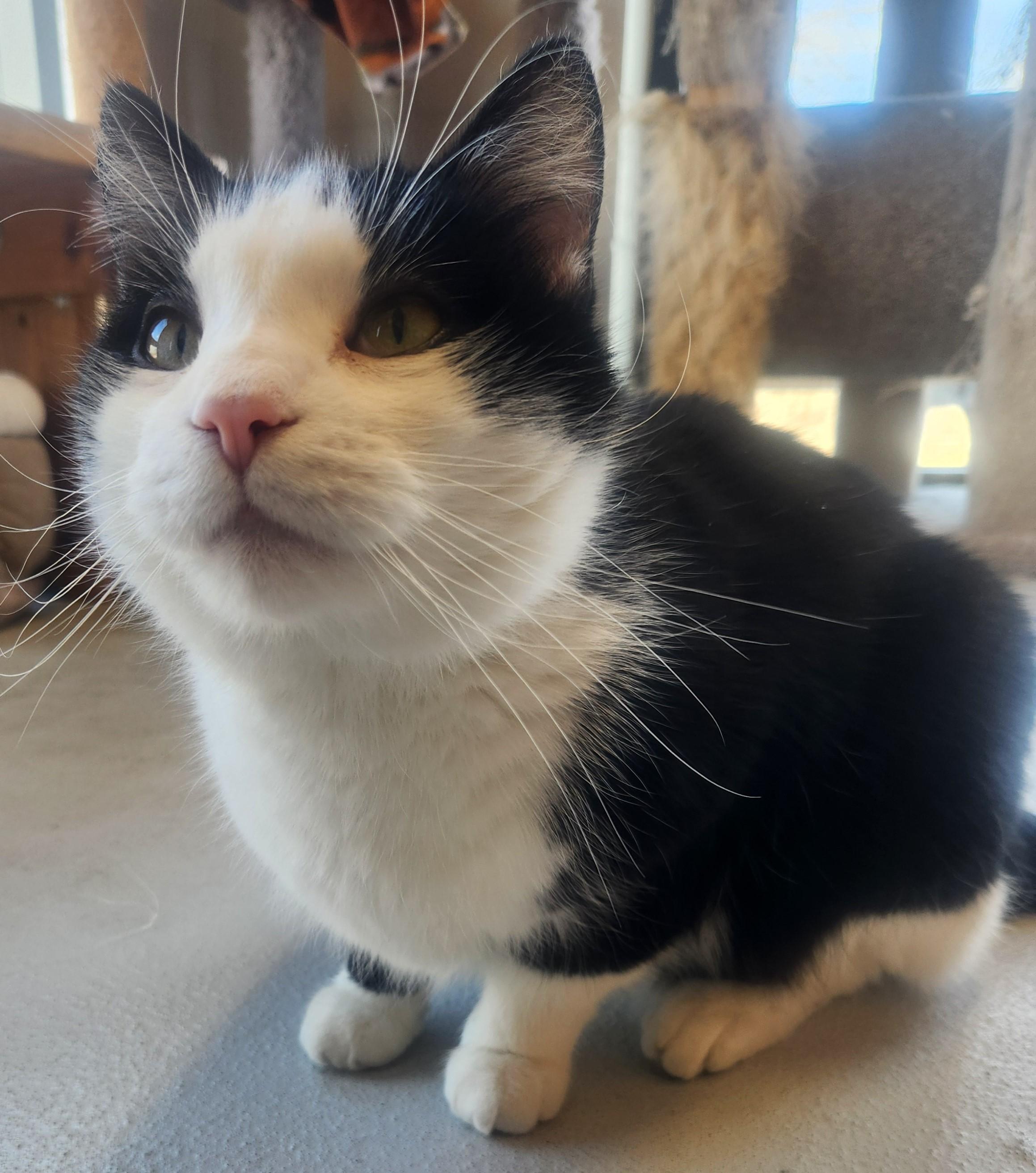 Enlarge Xavier, a Adoptable Domestic Short Hair in Mason City, IA image 1/2