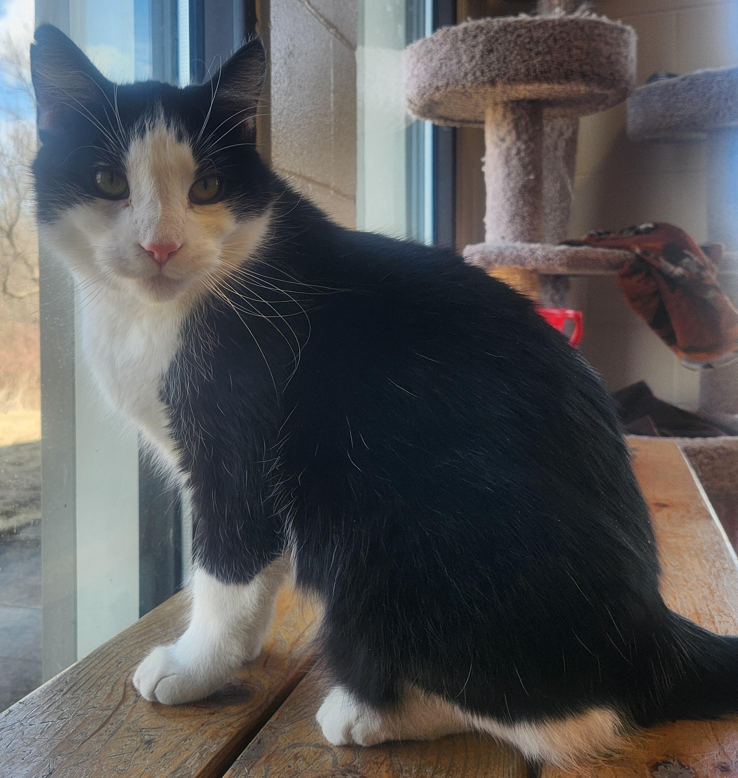 Enlarge Xavier, a Adoptable Domestic Short Hair in Mason City, IA image 2/2