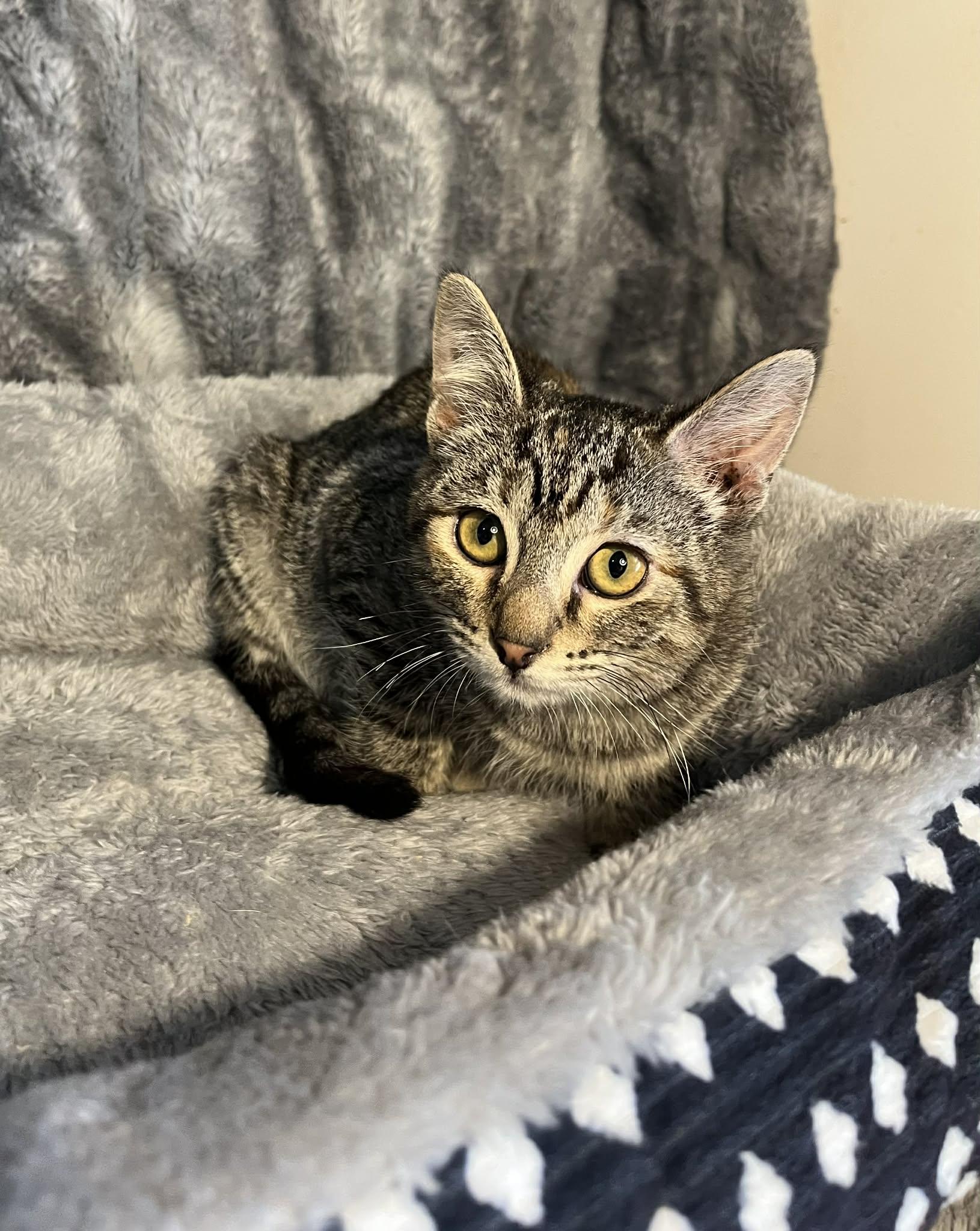 Honeybee, a Adoptable Domestic Short Hair in Hagerstown, MD image 3/5