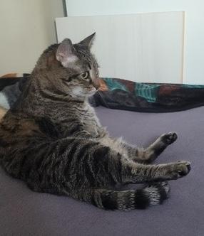Enlarge Tiny, a Adoptable Domestic Short Hair in Sherman Oaks, CA image 3/4