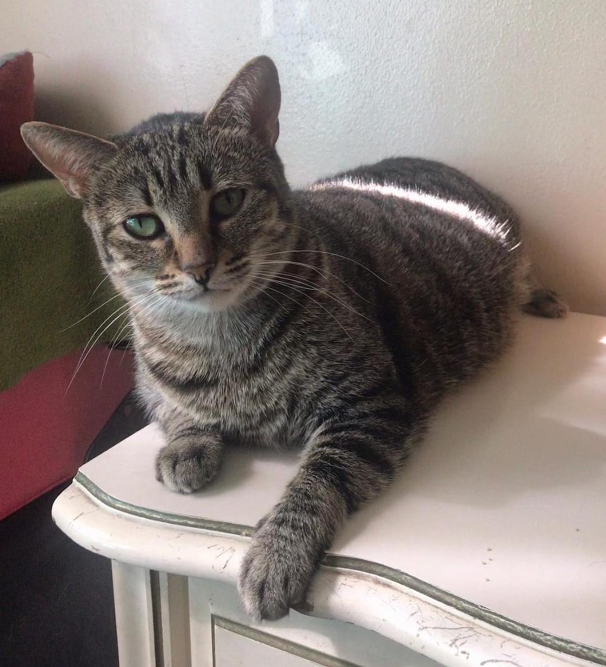 Enlarge Tiny, a Adoptable Domestic Short Hair in Sherman Oaks, CA image 1/4
