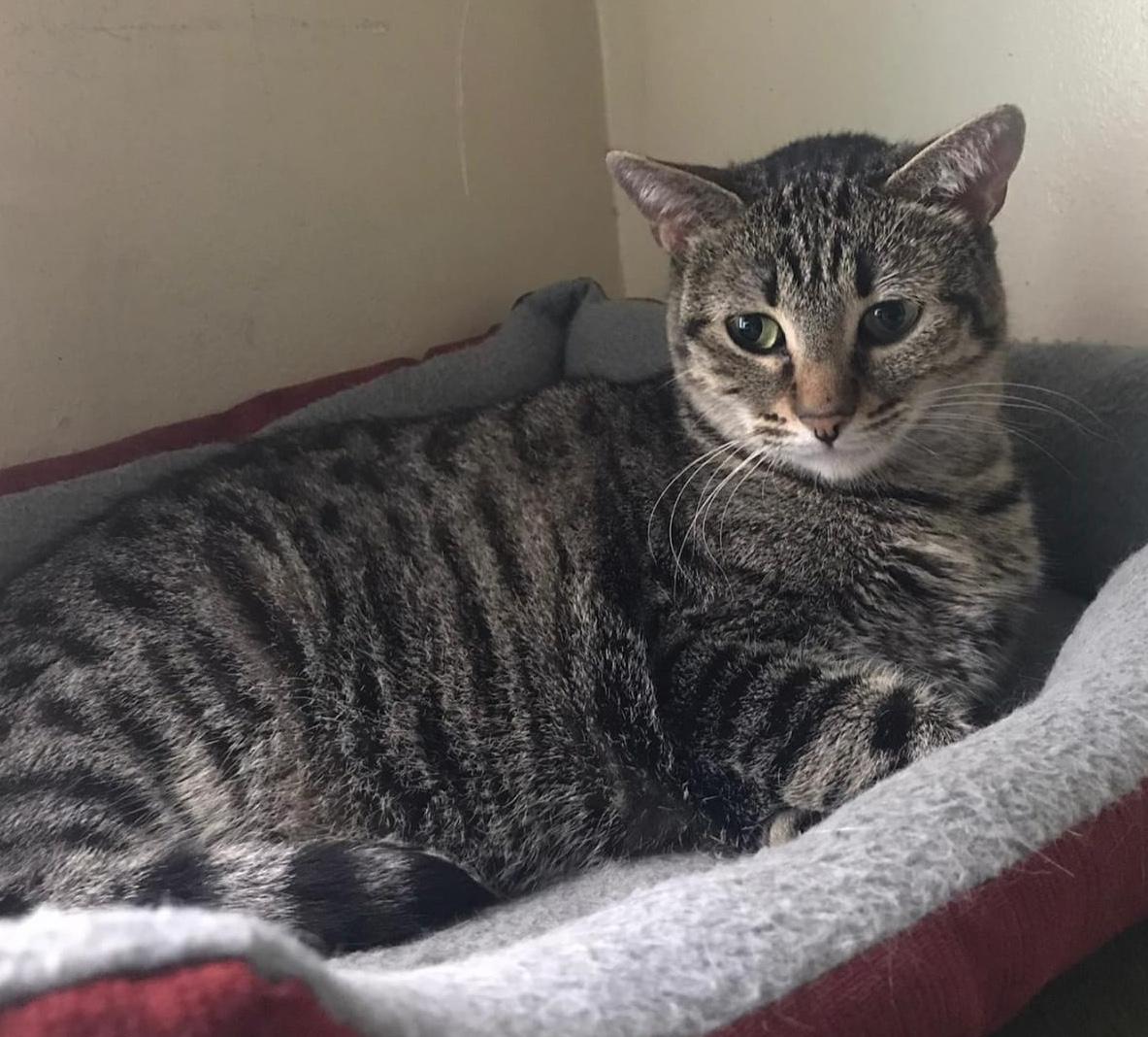 Enlarge Tiny, a Adoptable Domestic Short Hair in Sherman Oaks, CA image 2/4